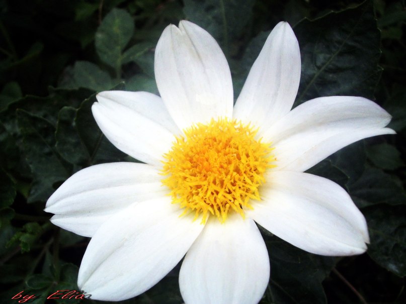 Эльвира Калабуха | Херсон