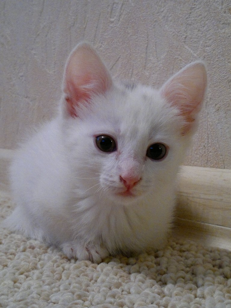 Константин Сахаров | Москва