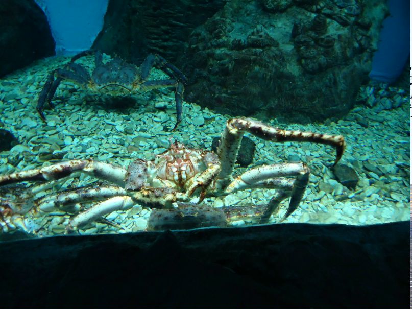 Николай Бирюков Jackson | 