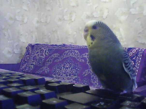 №29, Стас Лебедев, 124 года, Луганск №29, Стас Лебедев, 124 года, Луганск