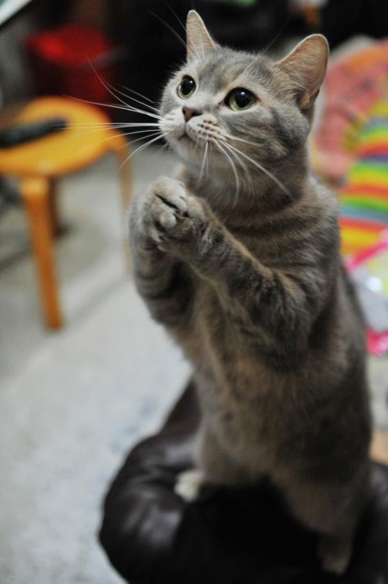 Инна Радулова | София