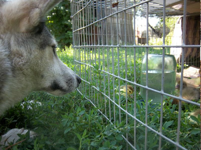 Александра Шевченко | Кущёвская