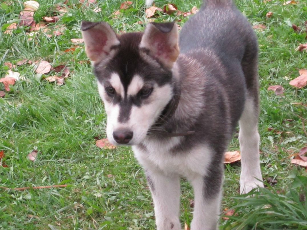 Мария Ковалёва | 