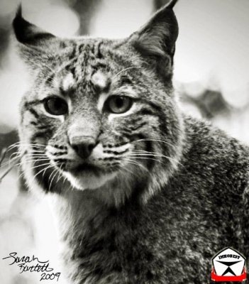 №34, Лидия Мякушкина, Санкт-Петербург №34, Лидия Мякушкина, Санкт-Петербург