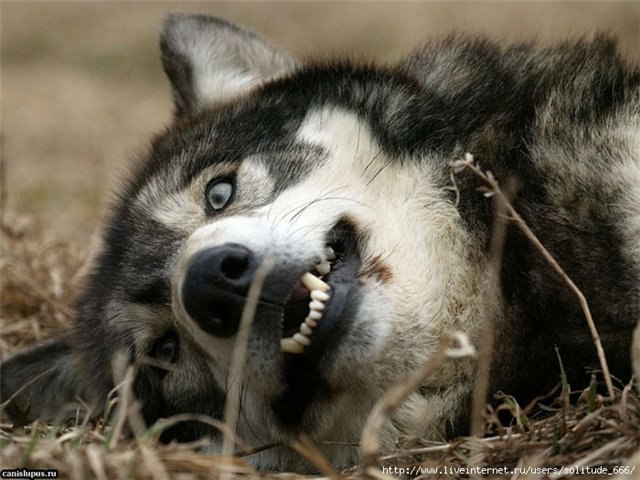 Дмитрий Кочерга -=Аngelic wolf=- | Гомель
