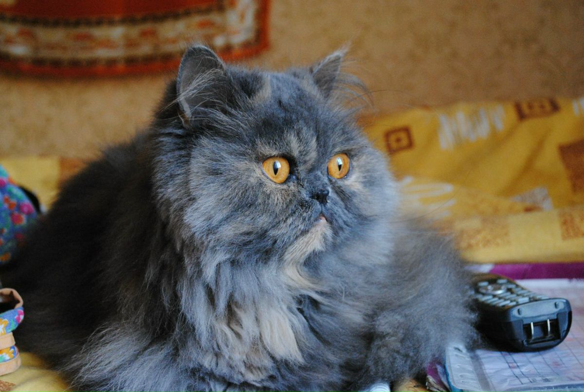 Александра Марченко | Санкт-Петербург