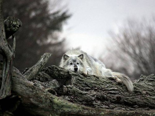 Евгений Прилепа ♥ Ирэна | Киев