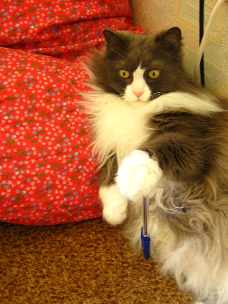 Светлана Белянкина | Сургут