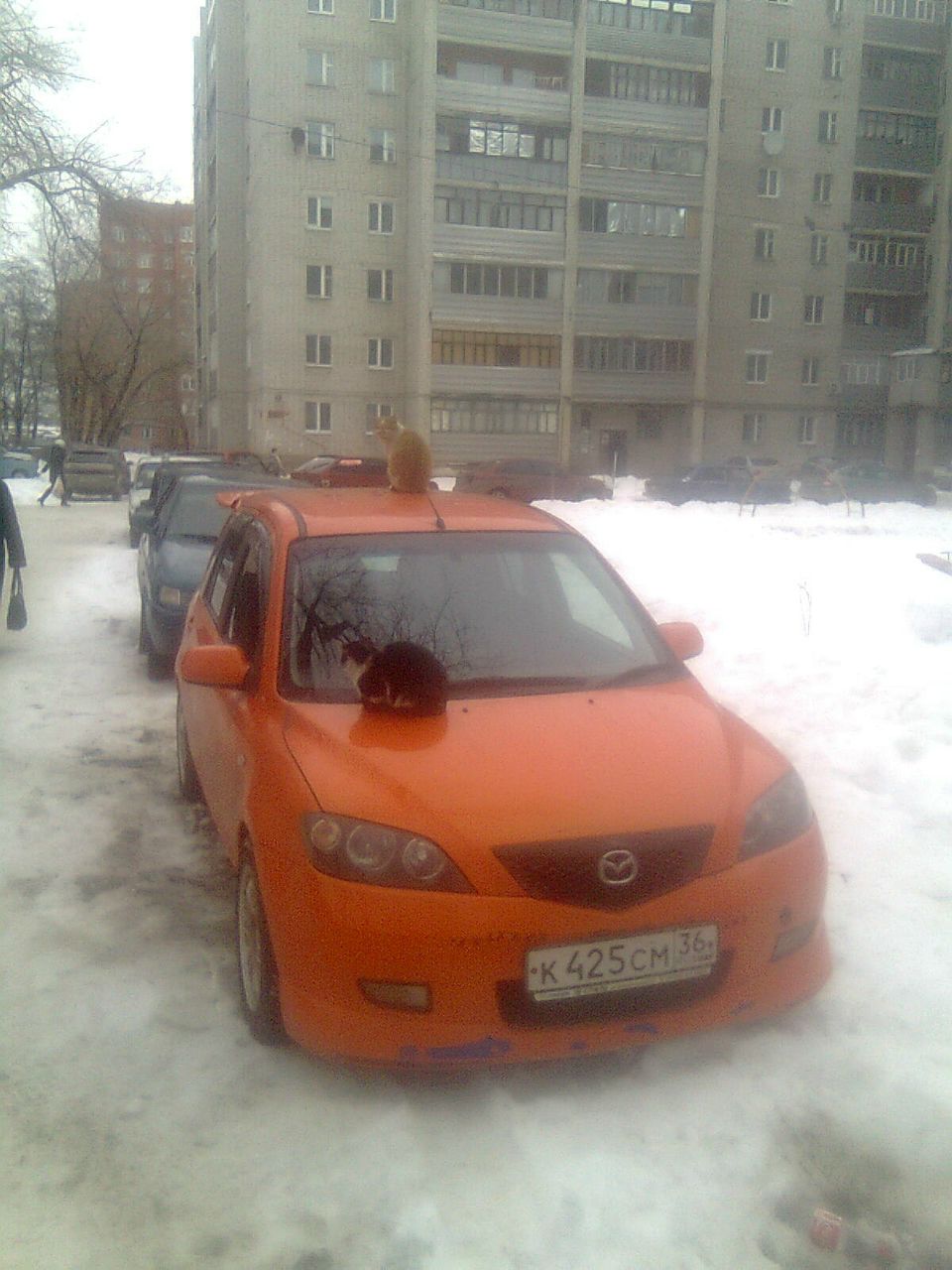 Константин Плотников | Воронеж