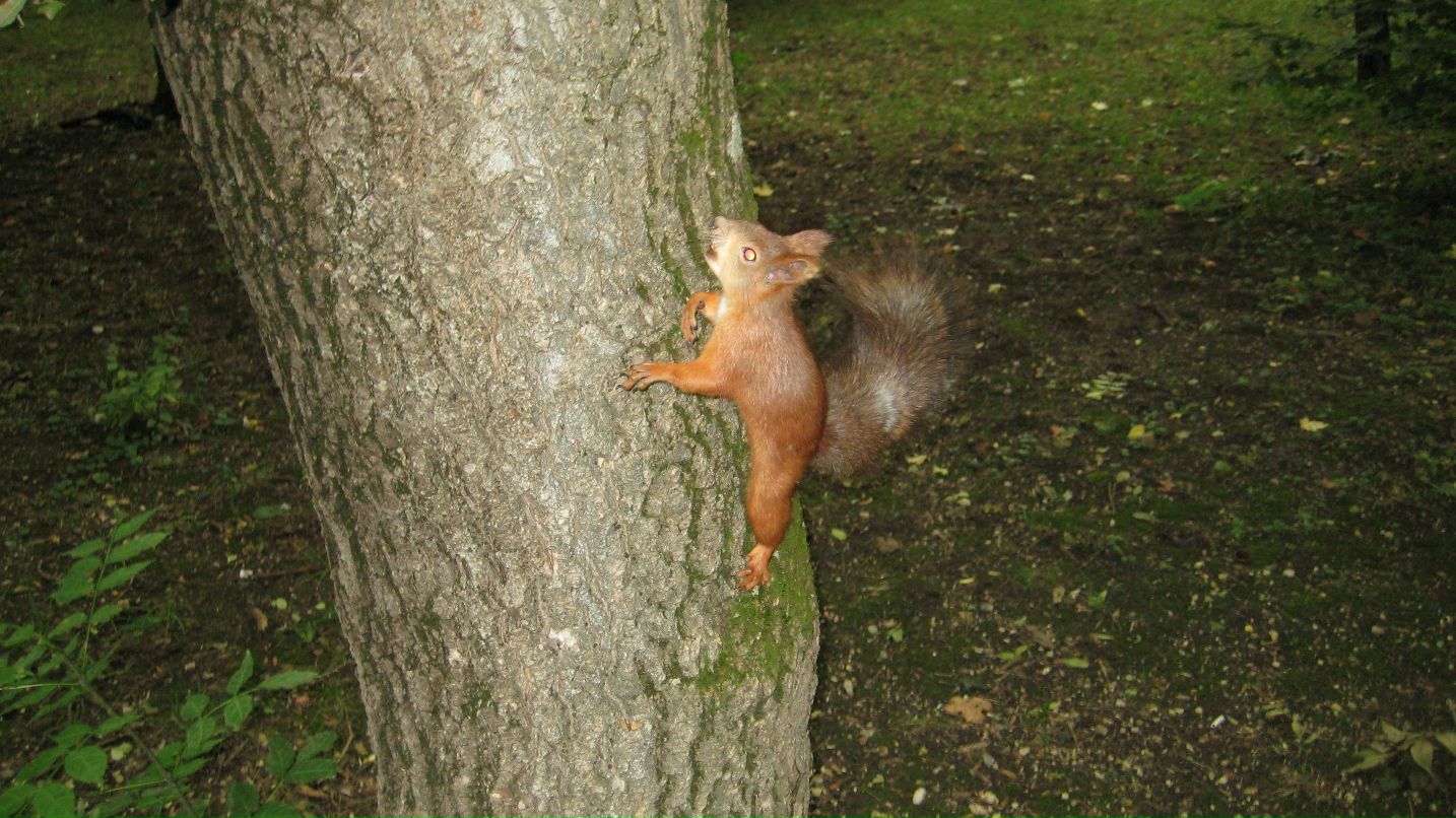 Юлия Ячменёва Azuma | 