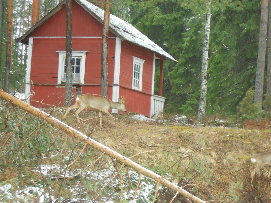 Наталия Виноградова Magda-Zitta | 