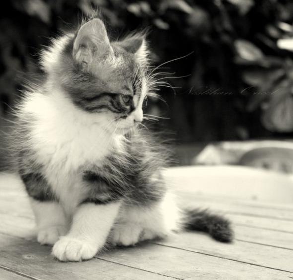 Лох Петрович | 