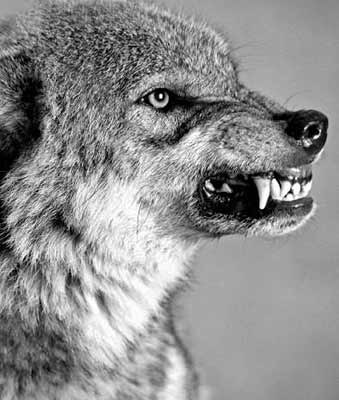 Александр Михайлов | Якутск