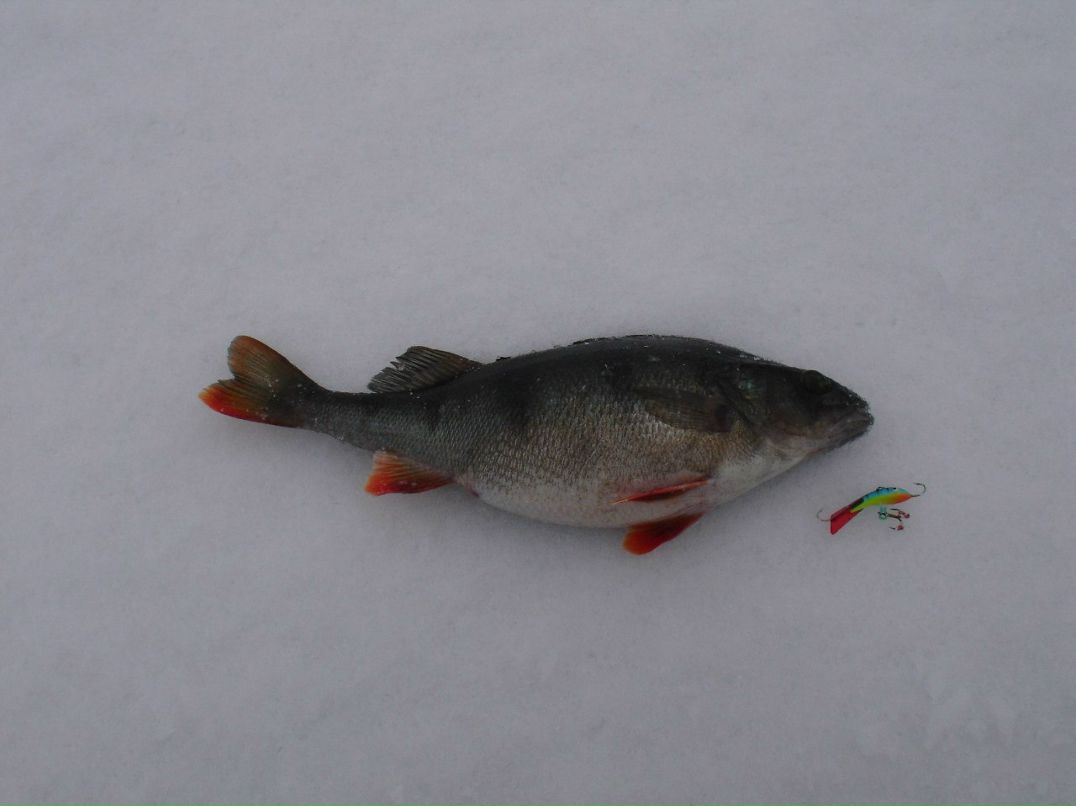 Сергей Широбоков | Санкт-Петербург