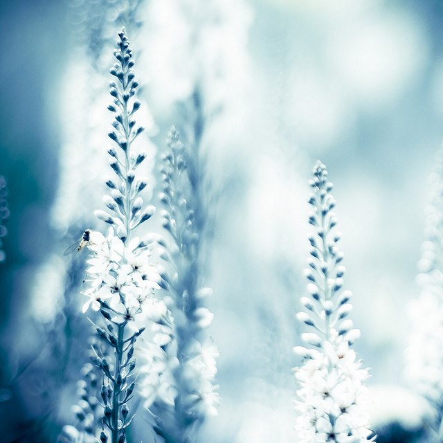 Эмилия Снежнова *John Watson* | 