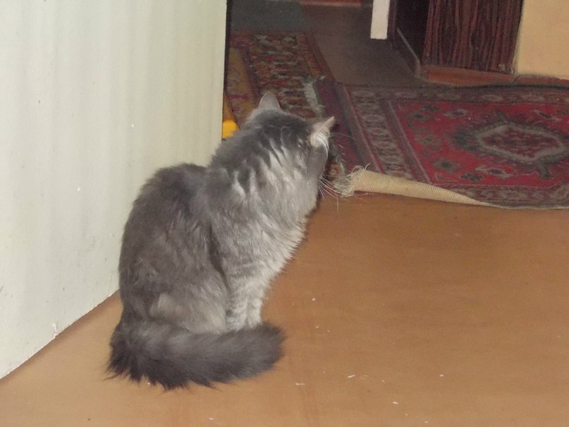 Анжелика Семёнова | Электросталь