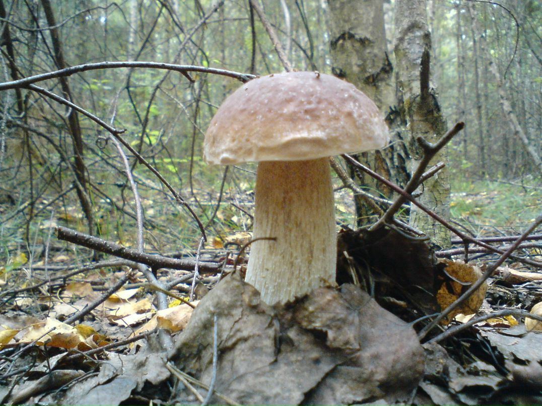 Алексей Бушай | Чернигов