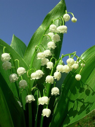 Елена Степанова | Воскресенск