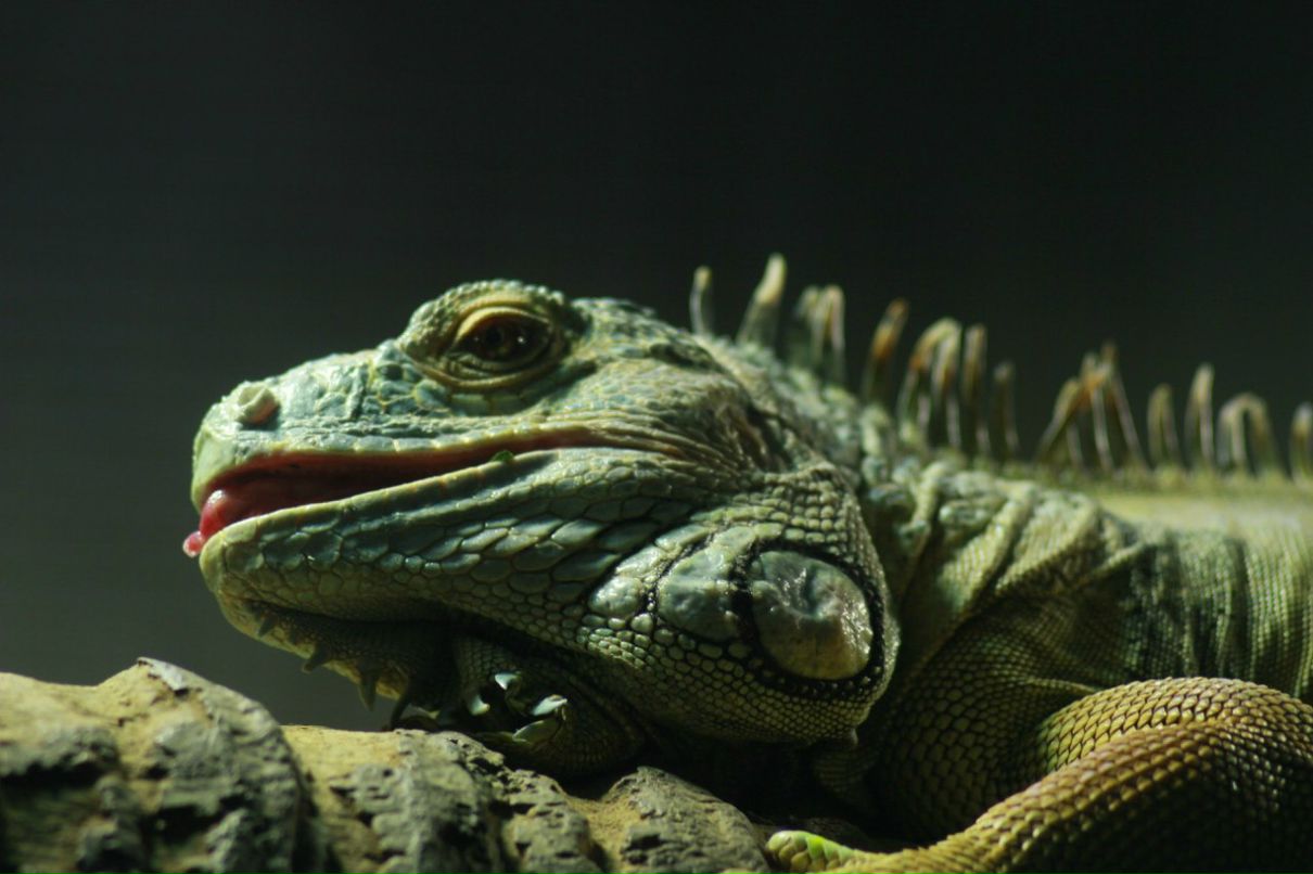 Григорий Балеевский | Москва (деревня)