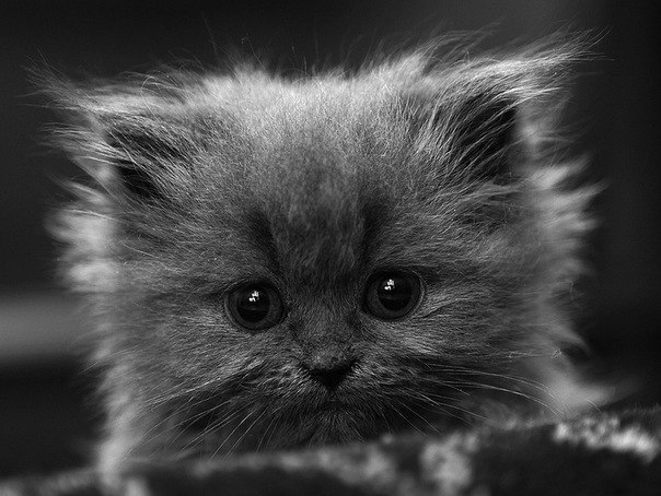 Оля Гожко | Сочи