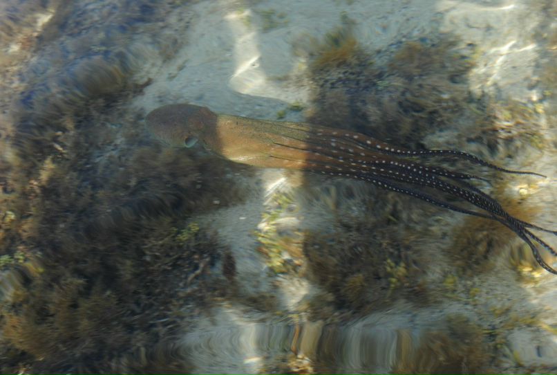Юлия Тарасова | Раменское