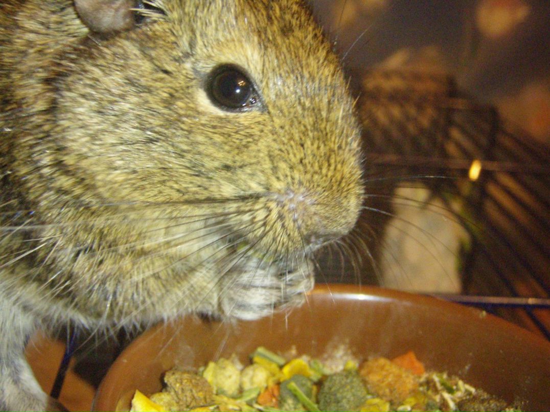 Максим Песиголовец | Таллин