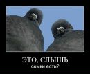 №1 Вано Шалота 03.12.1993: профиль, фото, статус - ВКонтакте №1 Вано Шалота 03.12.1993: профиль, фото, статус - ВКонтакте