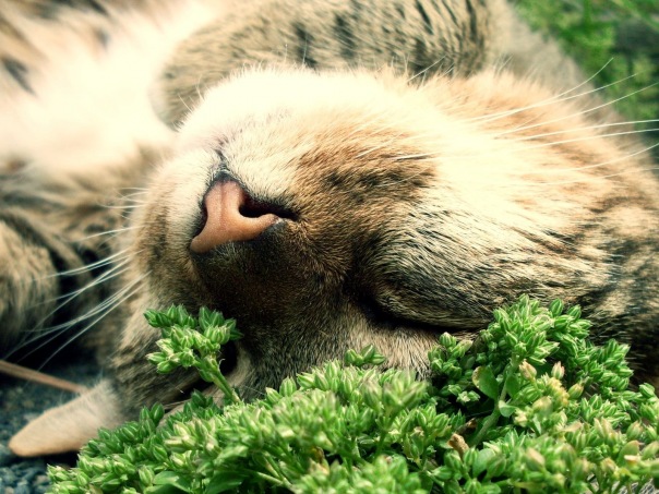 №28, Александр Грачёв, 38 лет, Барнаул №28, Александр Грачёв, 38 лет, Барнаул