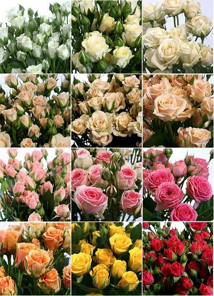 №153, Мария Касьянова №153, Мария Касьянова