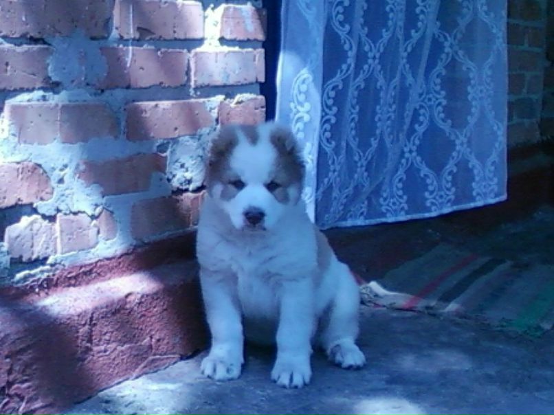 Димон Афанасенко | Кременчуг