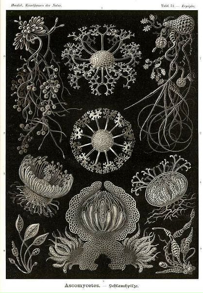 №141, Dudu Tut, Fukuoka, Япония №141, Dudu Tut, Fukuoka, Япония