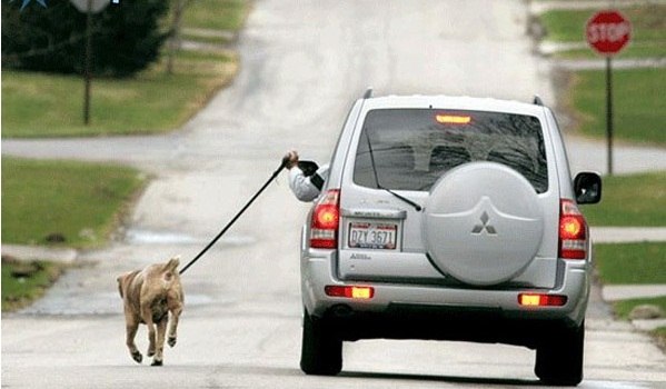 Mozart Mediamagnat | Львов