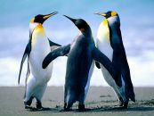 Фотография Gogago Gogers