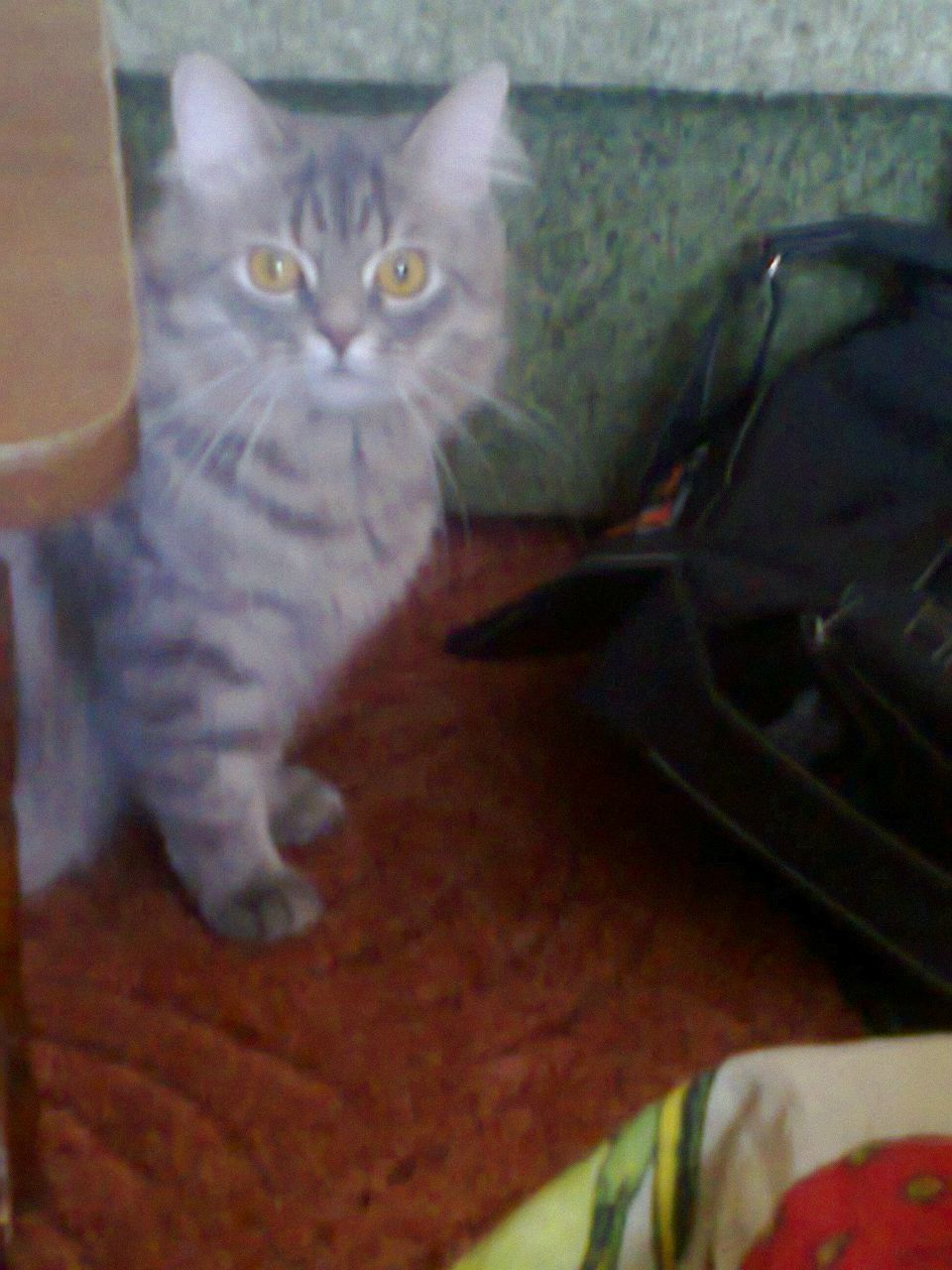 Анастасия Мамонова | Днепр (Днепропетровск)