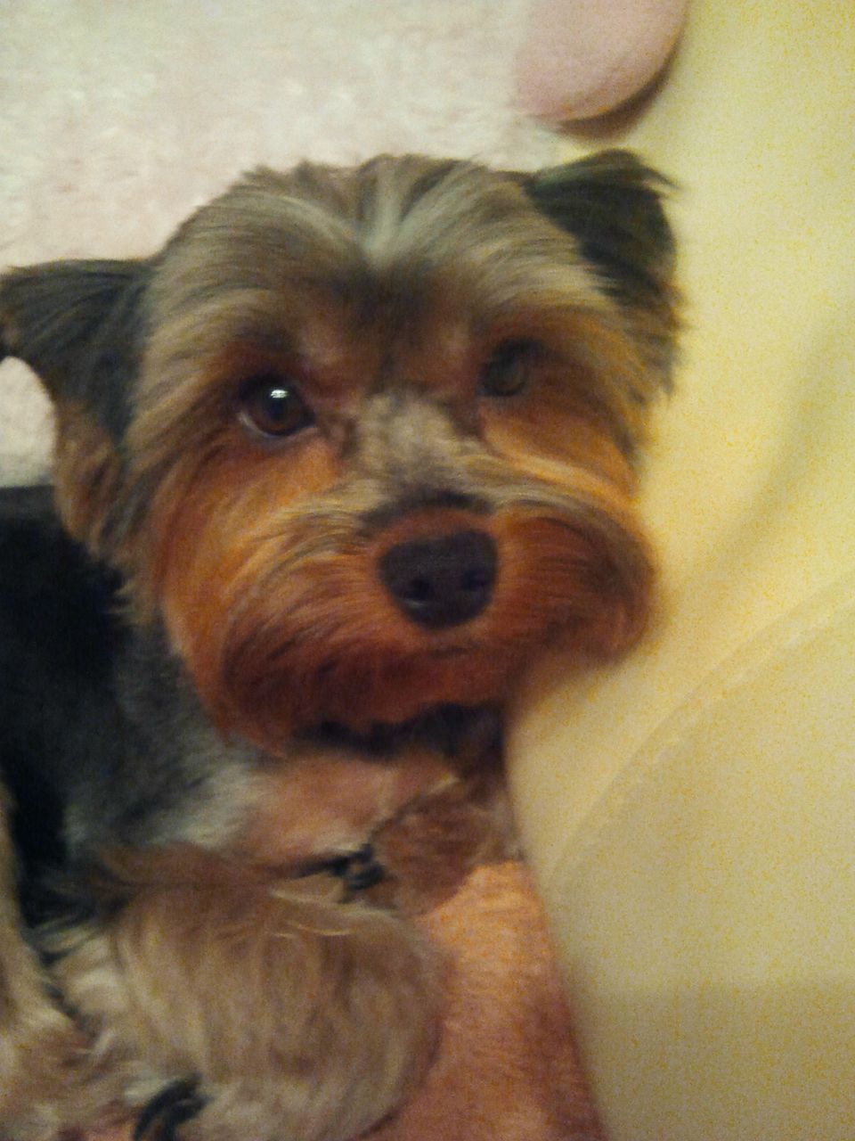 Оля Малахова | 