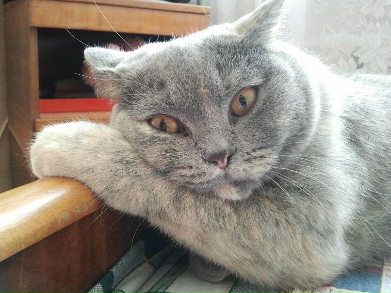 Елена Наумова ангел-предохранитель | Киев