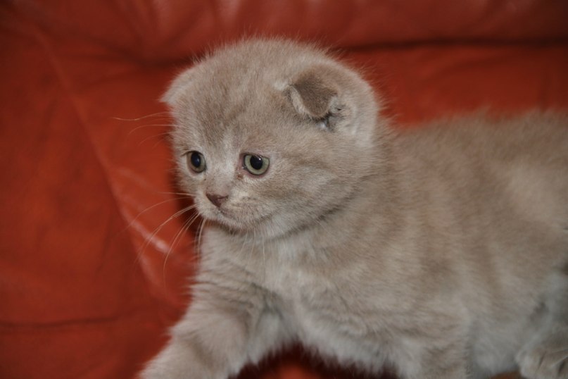 Анна Резенцова | Киев