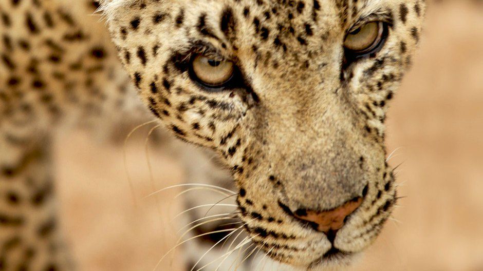 Юля Алексеева | Киев