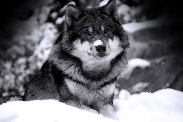 Богдан Никонюк | Луцк