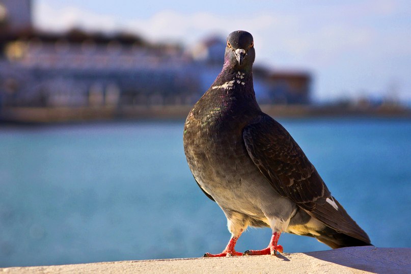 Марина Малинова | Одесса