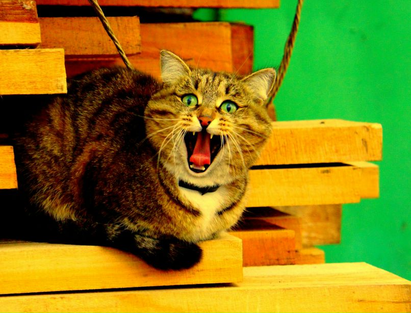 Petya Kolomin !есть на свете БОГ! | Санкт-Петербург