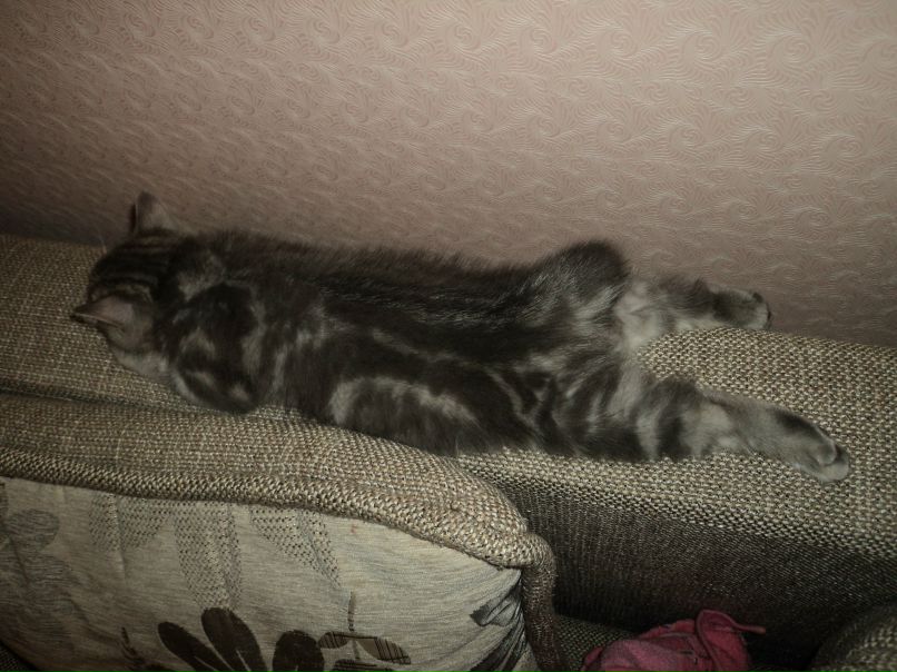 Евгения Салеева | 