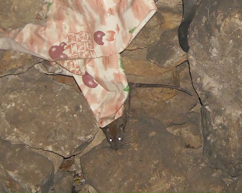 Евгений Сучков | Дубна