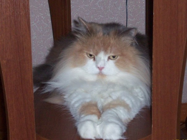 Лилия Замалетдинова | 