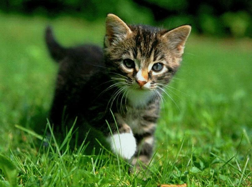 Владимр Бобровский | Киров (хутор)