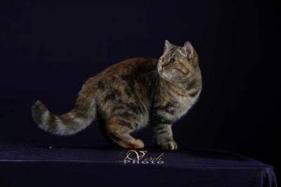 Оля Звонко | Волгоград