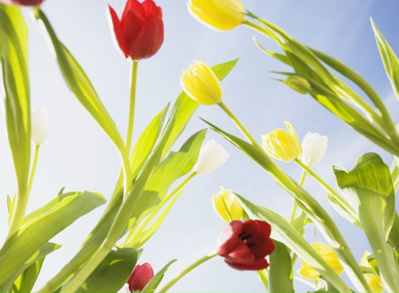 №47, Kopiluwak Uk №47, Kopiluwak Uk