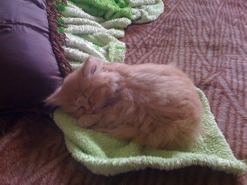 Алина Косенко | Киев