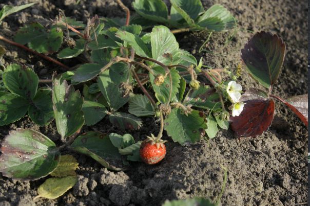 №43, Анна Пуртова, Тюмень №43, Анна Пуртова, Тюмень