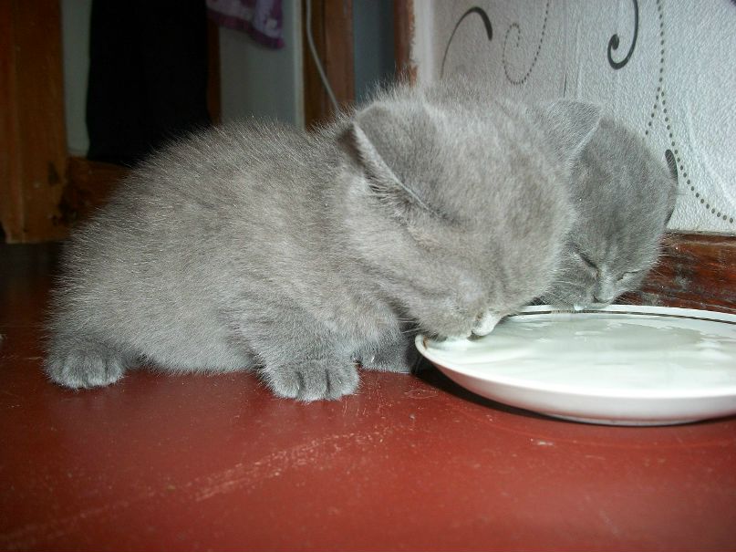 Виктория Белебеха | Лисичанск